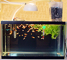 betta fry tank