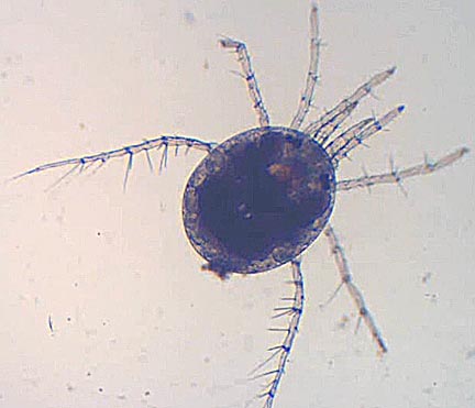 Microscopic Pond Life